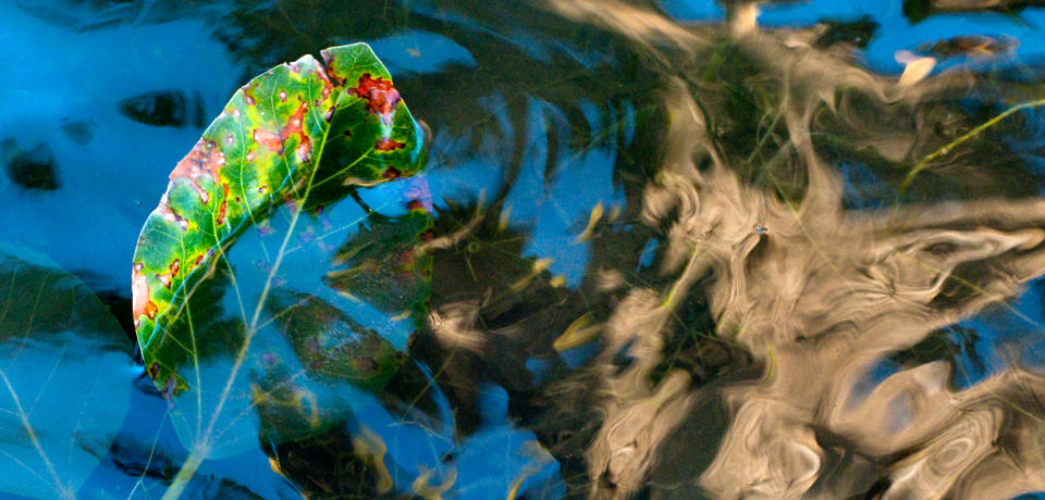 A colourful, fallen leaf partially submerged in rippling water