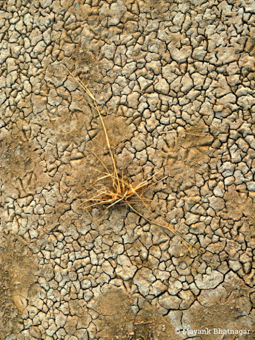 Dry grass in the middle of dry earth full of cracks and patches of sand