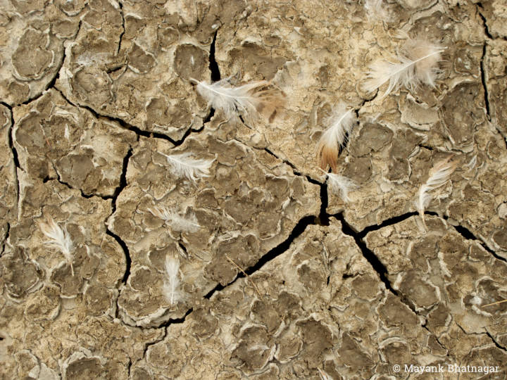 White bird feathers and mud flakes over dry ground with large cracks on it