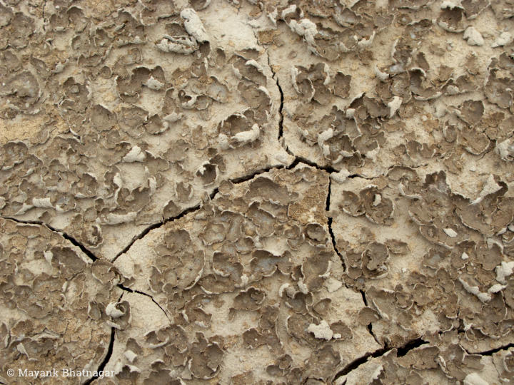 Mud peeling off in small bits and revealing dry ground and large, thin cracks below