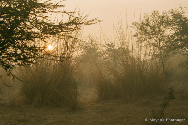 Light from the sun behind elephant grasses and small trees warming up the image in foggy conditions