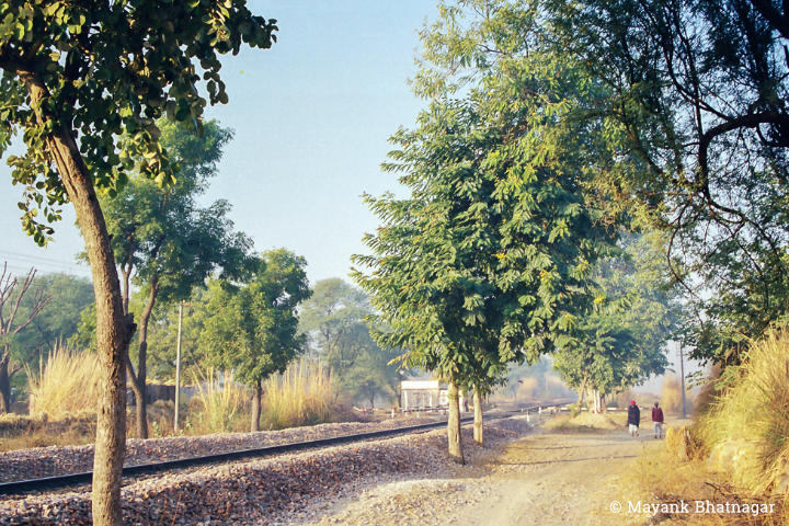 Two men walking on a sandy path parallel to a railway line, amidst trees and dry elephant grasses