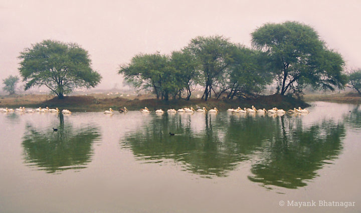A group of trees with their symmetrical reflections, and several Pelicans in the lake below