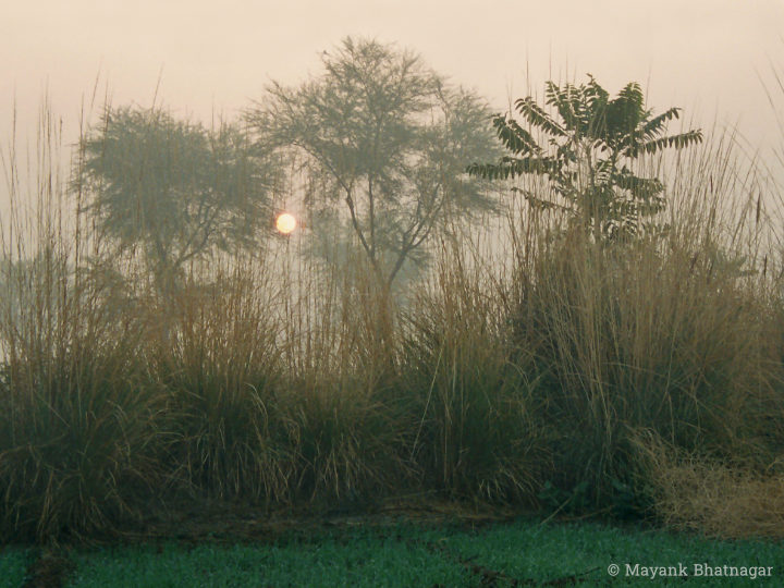 The sun behind some trees and elephant grass in a foggy environment