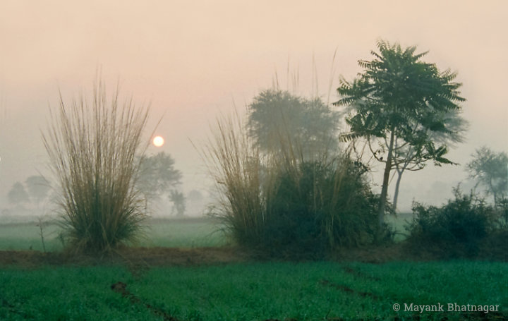 The sun rising in a misty pink sky beyond elephant grasses, trees and green fields