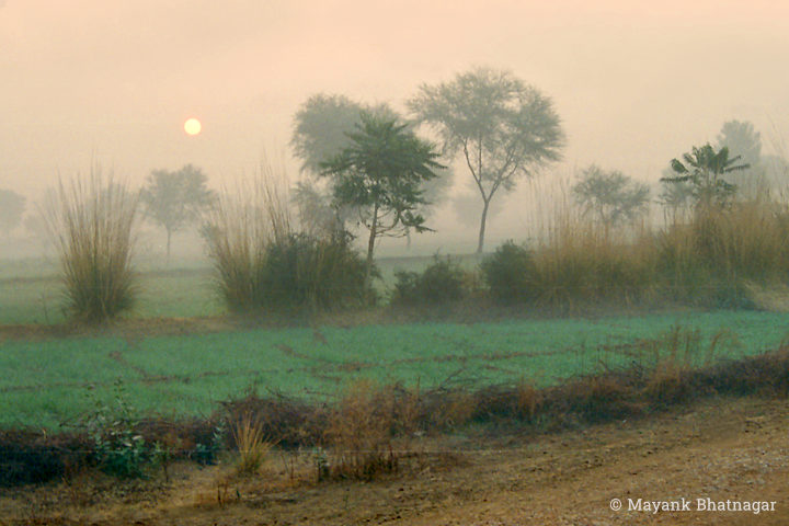 The sun faintly visible in a pinkish sky, behind trees and elephant grasses on farmland, in foggy conditions