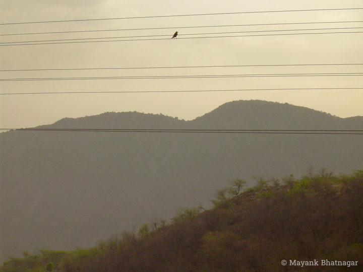Lone bird sitting on wires passing above hills