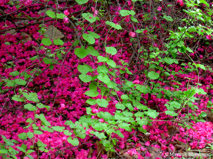 A creeper of bright green leaves over a bed of deep pink Bougainvillea flowers