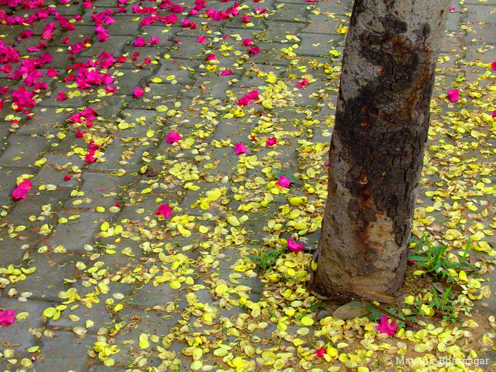 Tree trunk on a tiled pavement with red and yellow flower petals scattered all around