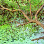 Branches with dry leaves, of a tree, above algae covered water