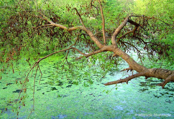 Branches with dry leaves, of a tree, above algae covered water