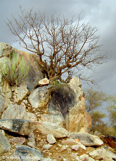 A barren tree above a cluster of beautiful natural rocks, with clouds in the background