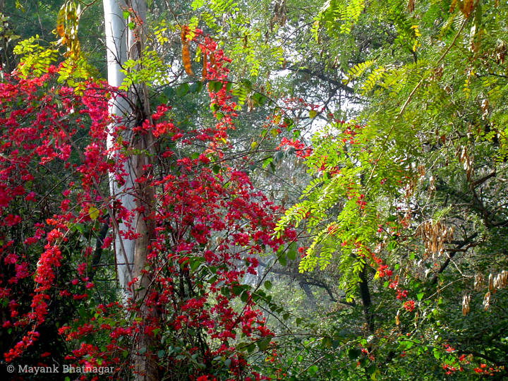 Red flowers of a Bougainvillea creeper on a Eucalyptus trunk, surrounded by trees