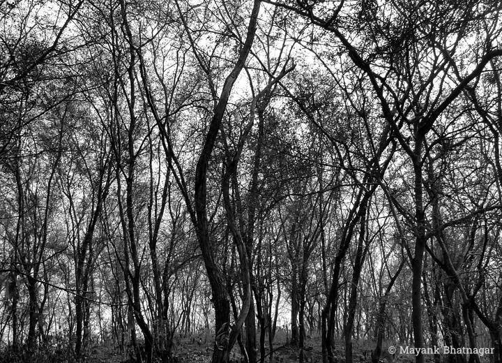 Several slender trees with thin leaf cover, close to one another, in black and white