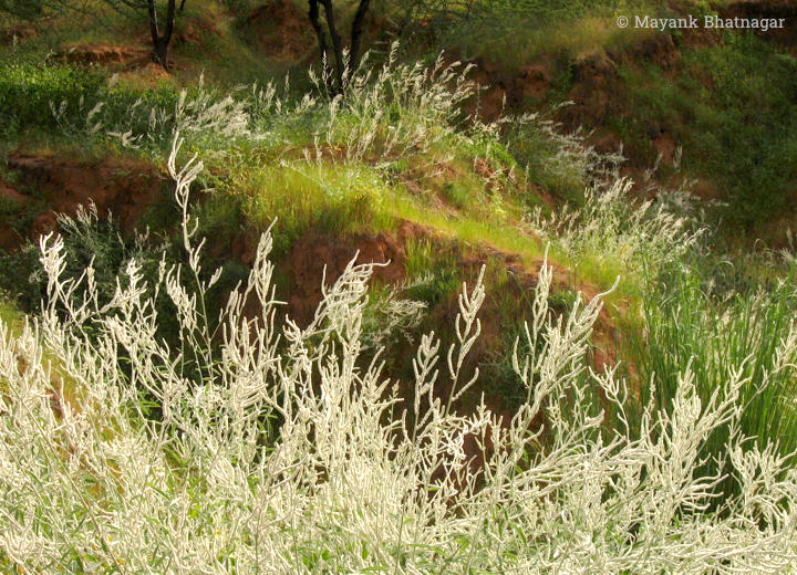 Intricate, thread-like white shrubs on grassy sand mounds