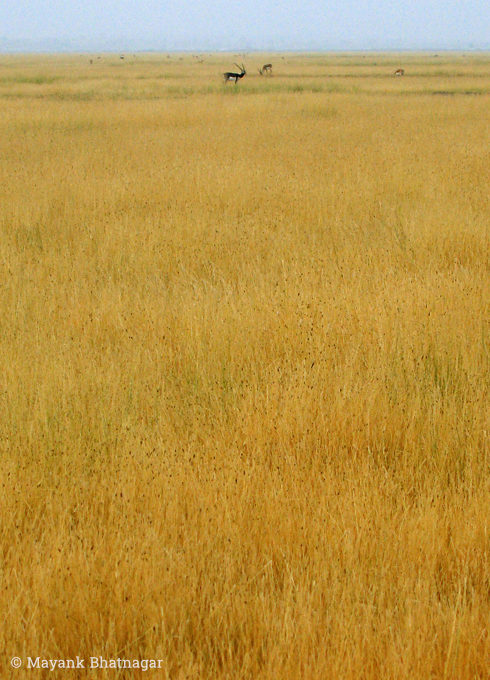 Vertical composition of a vast, yellow grassland with a few Blackbucks towards the horizon