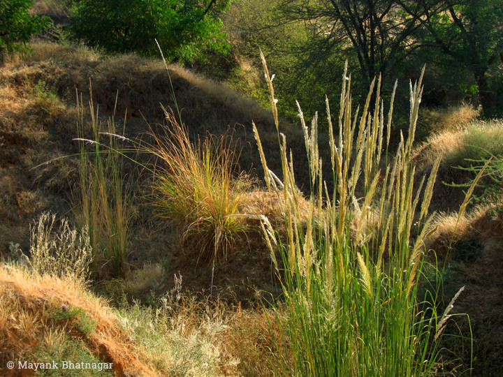 Several types of grasses on sand mounds, back-lit
