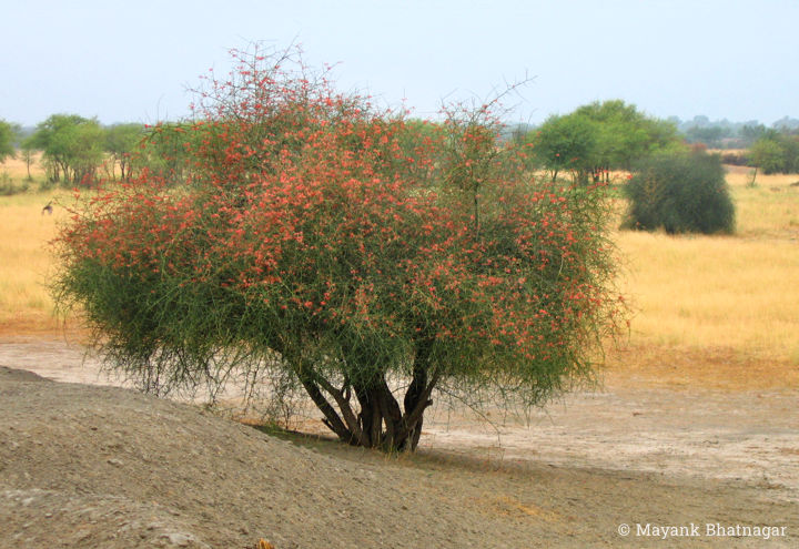 A green bush loaded with fine red flowers, with a dry grassland and some trees behind