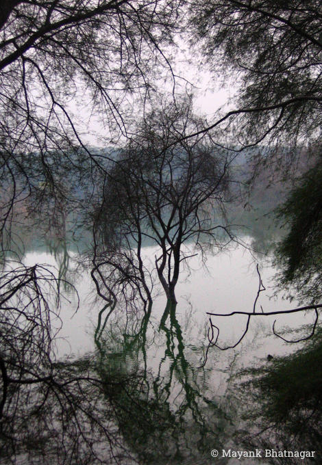 Silhouettes of a leafless, bushy tree and surrounding tree branches, against the still water of a lake behind