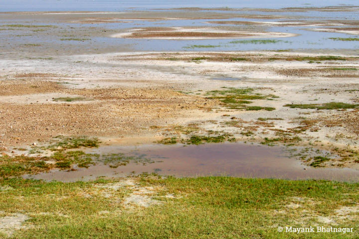 Lake bed partly covered with water, wet and dry (white) sand and green grass