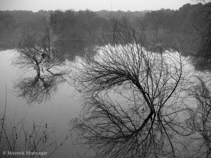 Black and white photo of two leafless, bush like trees and their reflections on water