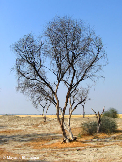 Leafless trees on partly barren and partly grassy ground, against a blue sky