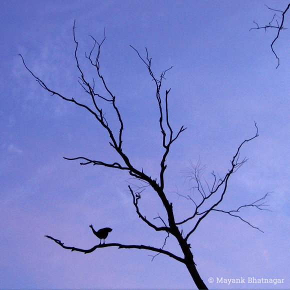 Silhouette of a large bird on the branch of a thin leafless tree, against a deep blue sky