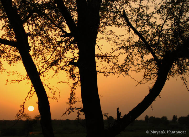The sun setting adjacent to silhouetted trunks of trees with thin leaves