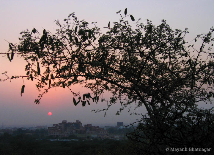 Silhouette of a thick bush, and distant buildings below, with the sun setting between them