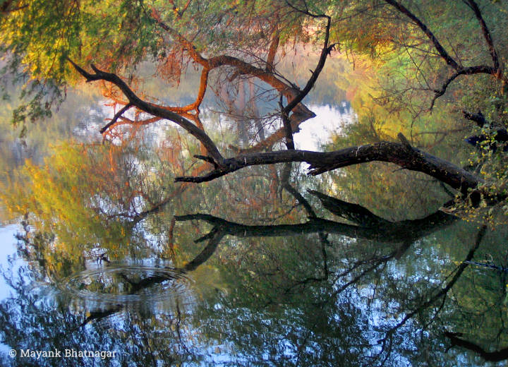 Symmetrical composition of a tree trunk leaning on water and its reflection below, along with a ripple
