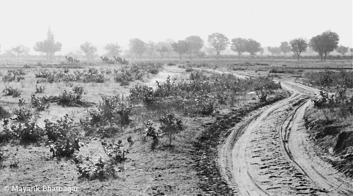 Scanty vegetation and country road in the foreground, 3 camel carts and trees in hazy background