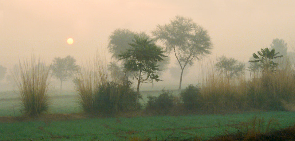 The sun faintly visible like a ball in a pinkish sky, behind trees and elephant grasses on farmland, in foggy conditions