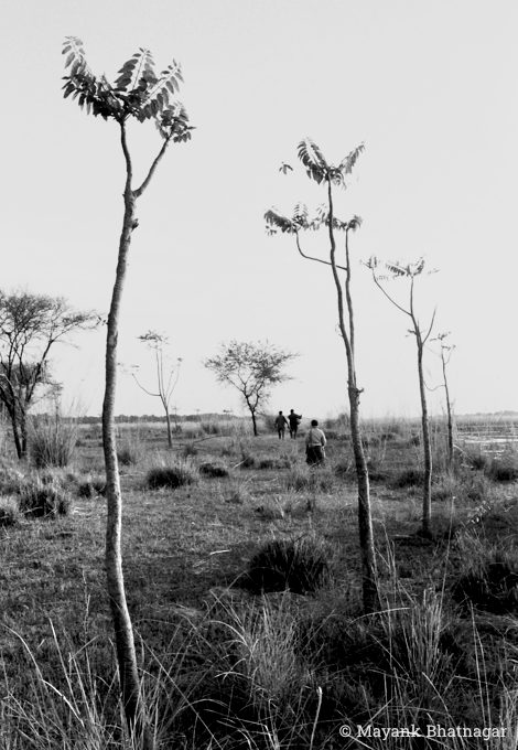 Some newly planted trees and between them: three people in the distance on scrubland