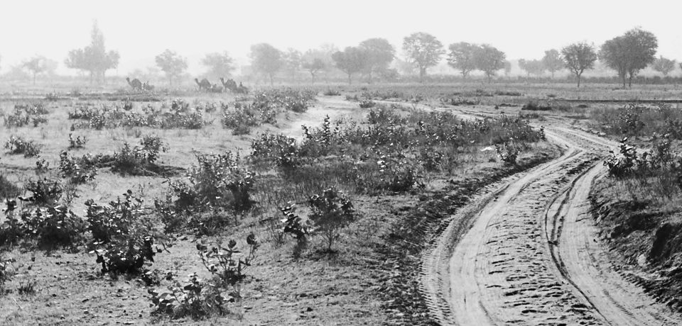 Landscape with scanty vegetation and country road in the foreground, 3 camel carts and trees in hazy background