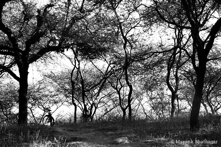 Silhouettes of several trees and a bicycle parked below them