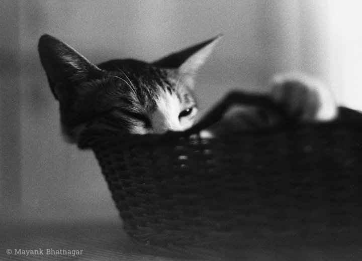 A sleepy kitten in a cane basket