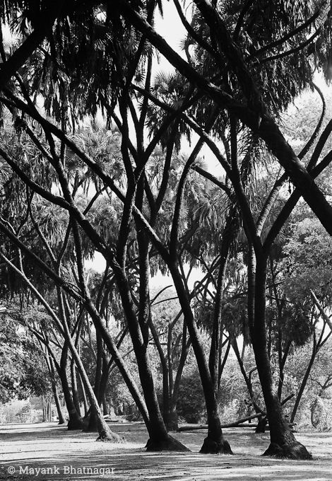 Vertical, artistic, black and white composition of several criss-crossing trees