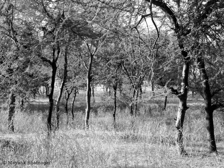 Tight composition of trees on a dry grassland