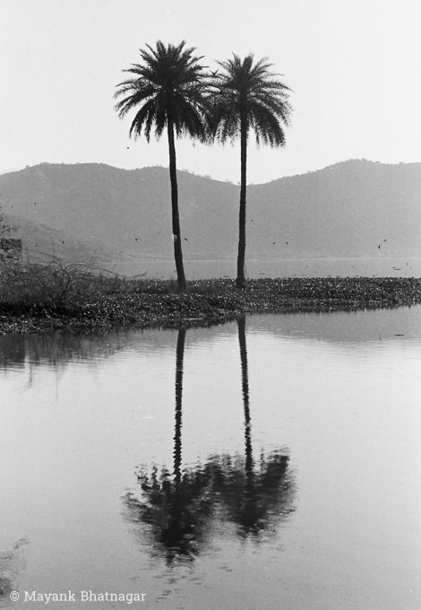Two adjacent palm trees and their reflection in the water below; hills in the background