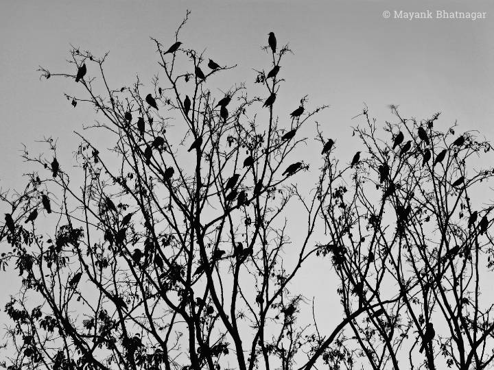 Silhouette of many birds resting on top of thin-leaved tree branches