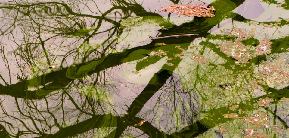 Fine art photograph of natural reflections and floating vegetation on the surface of water, resembling a painting