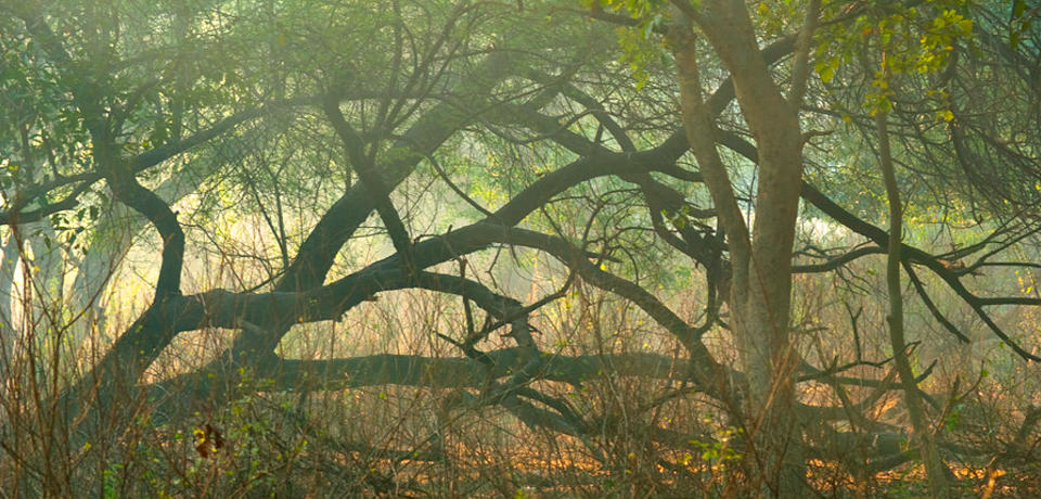 Tree trunks and branches criss-crossing each other in a forest, with sunlight coming from behind